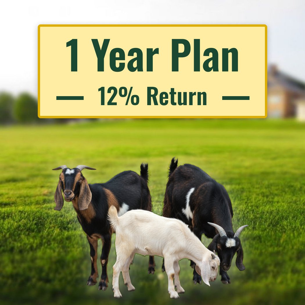 1 year package 1 year package