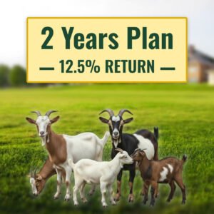 1 year package (copy)